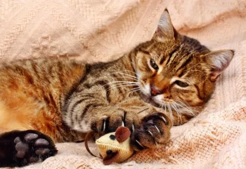 Spielmaus mit Catnip
